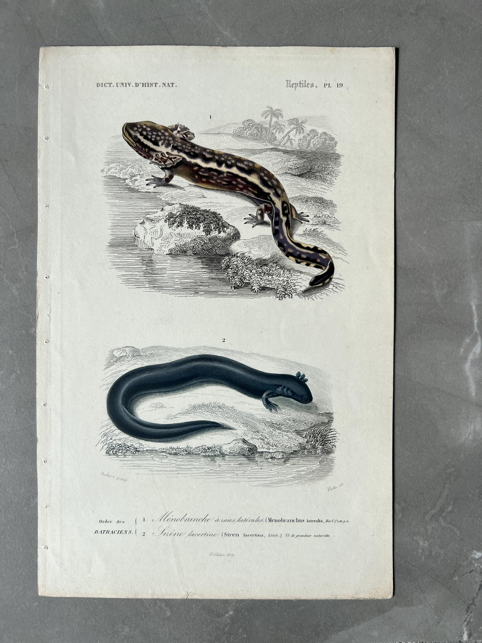 Vintage Salamander and Siren Natural History Print by Edouard TRAVIES