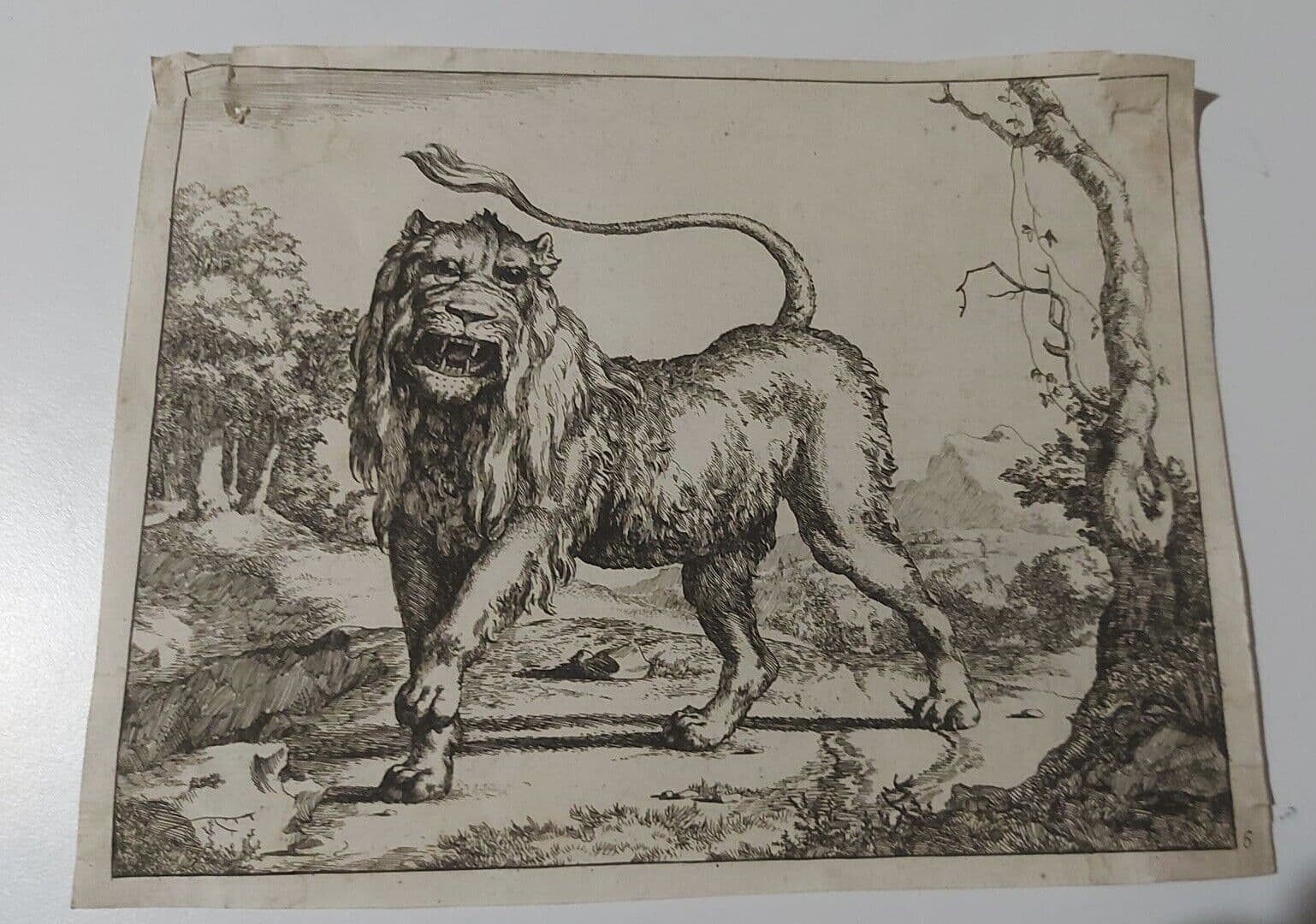 Marcus DE BYE (1638/99-c.1688/1708) Lion Etching image 4