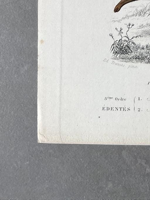 Antique Didelphis Marsupialis & Virginiana Natural History Illustration by image 8