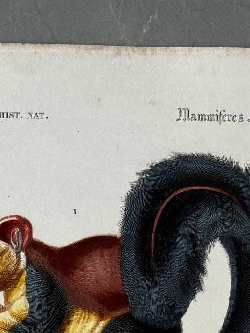 Antique Rodent Illustration - Squirrel & Hamster by Edouard TRAVIES (1809-1869) image 3