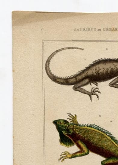 Antique Natural History Print - Lizards & Iguana Illustration image 7