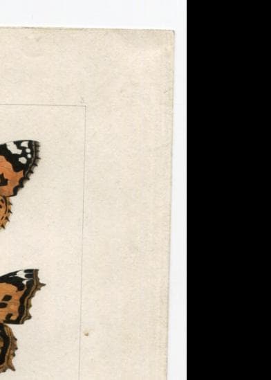 Antique Butterfly Illustration - Vintage Lepidoptera Art - 19th Century Natural image 8