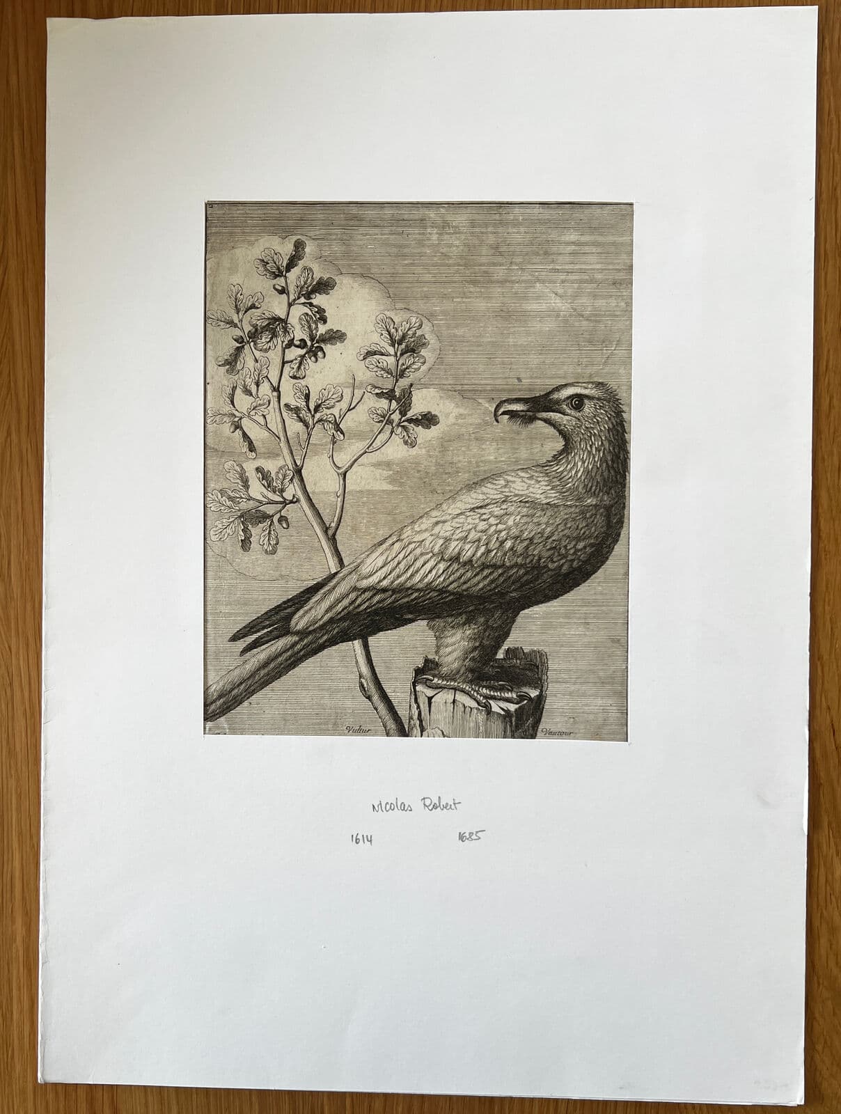 Antique Original Etching Nicolas Robert (1614-1685) Vautour, Bird image 7