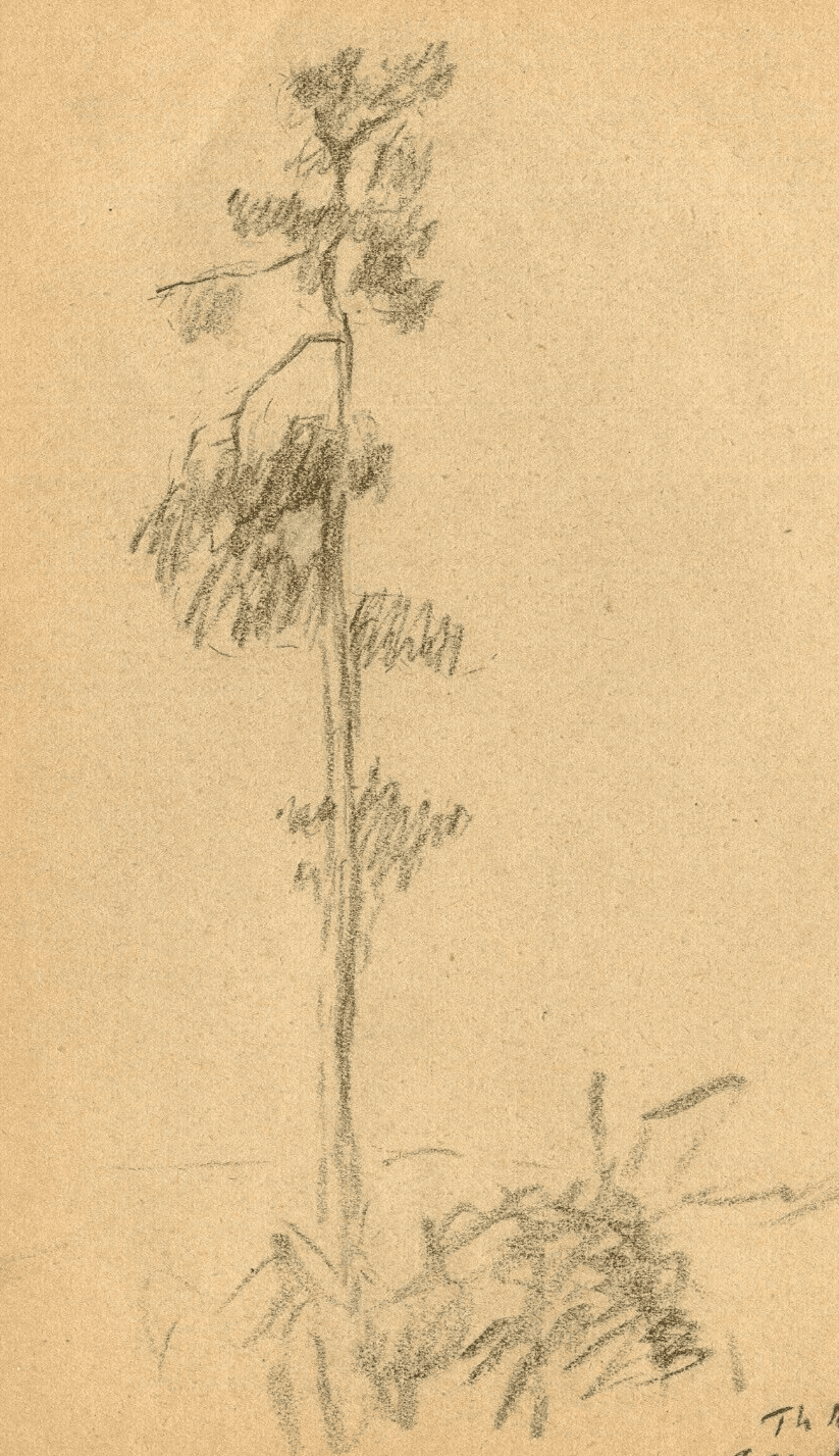 Vintage Pencil Original Drawing Tree, Forest, Landscape signed 1935 image 1