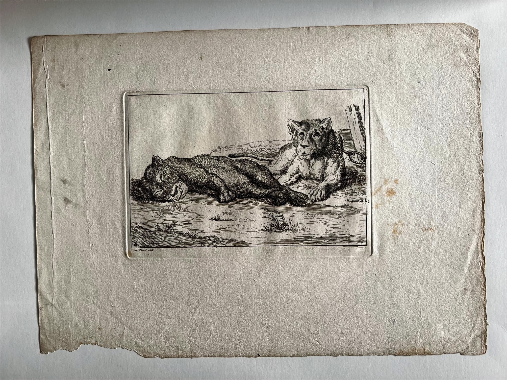 Bernard Picart (1673-1733) Lions Etching image 3