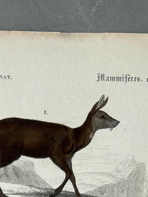 Vintage Deer Illustration - 19th Century Natural History Art by Edouard TRAVIES image 3