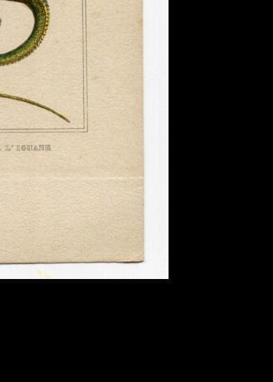 Antique Natural History Print - Lizards & Iguana Illustration image 10
