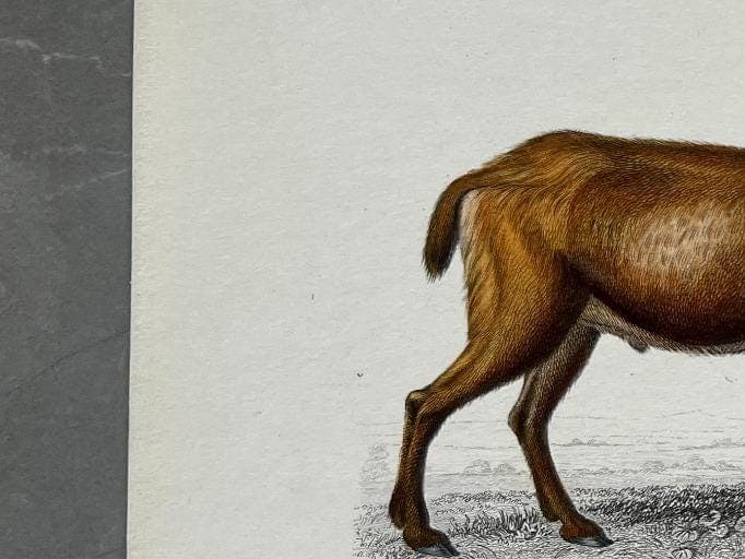 Antique Engraving of Goats and Ibex – 19th Century Art by Edouard TRAVIES image 5