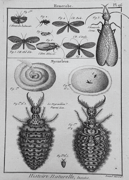 Antique Etching Hemerobes by Benard DIREXIT, Circa 1797 image 5