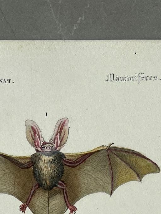 Antique Illustration of Bats (Chiroptera) by Edouard TRAVIES (1809-1869) image 3