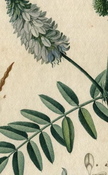 Antique Botanical Print - 19th Century Hand-Colored Wildflower Lithograph - image 3