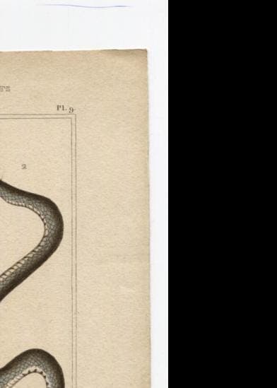 Antique Snake Illustration - Vintage Ophidiens Art - 19th Century Natural image 8
