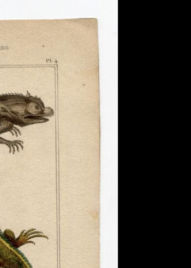 Antique Natural History Print - Lizards & Iguana Illustration image 8