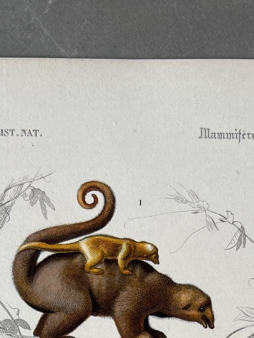 Antique Didelphis Marsupialis & Virginiana Natural History Illustration by image 3
