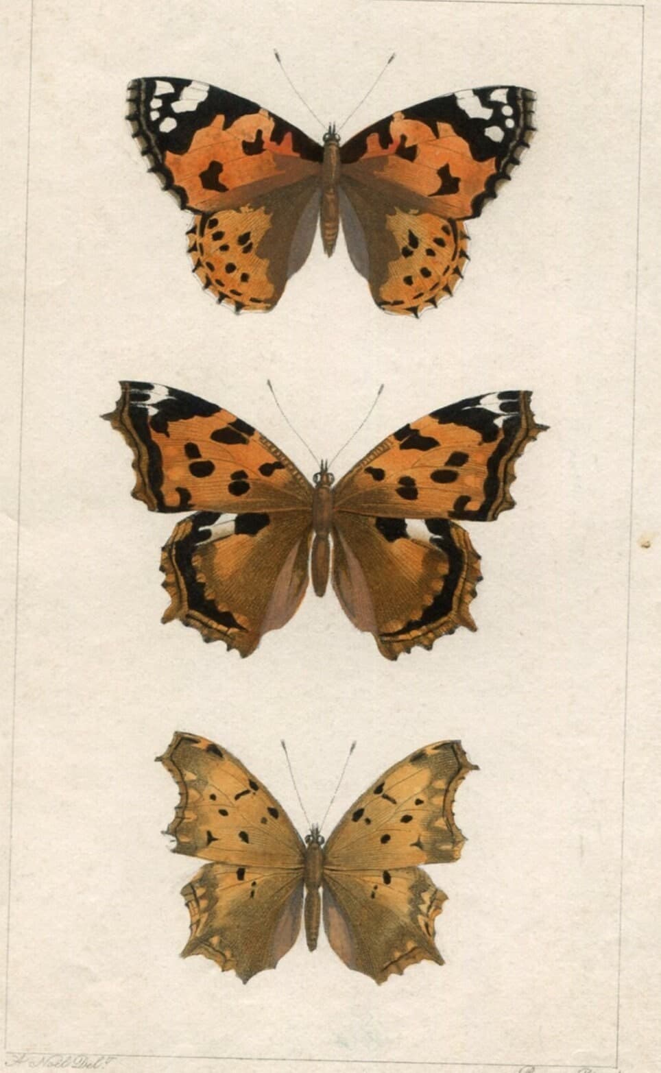 Antique Butterfly Illustration - Vintage Lepidoptera Art - 19th Century Natural image 1