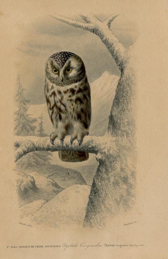 Antique Owl Illustration - Boreal Owl Art Print - Vintage Wildlife Artwork image 5