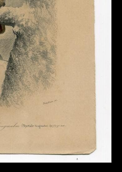 Antique Owl Illustration - Boreal Owl Art Print - Vintage Wildlife Artwork image 10