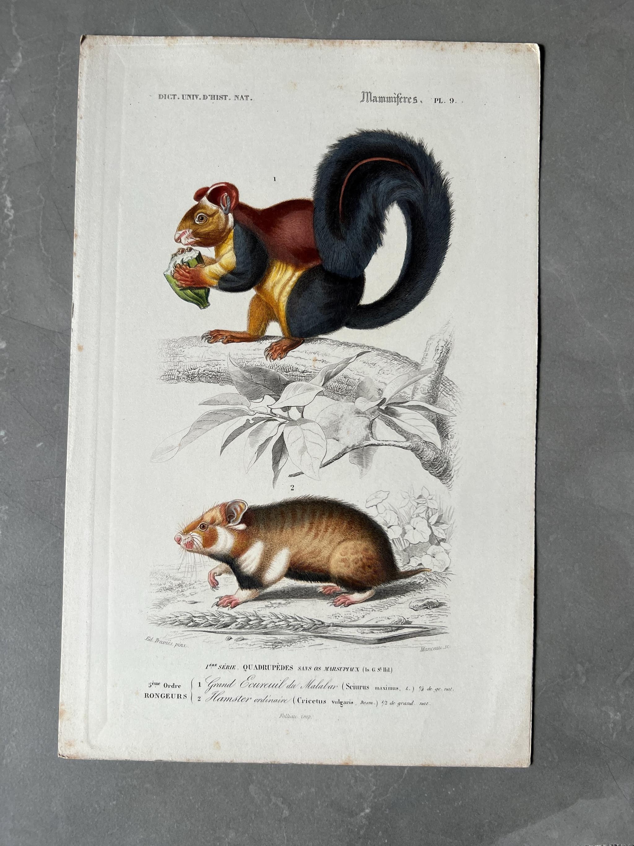 Antique Rodent Illustration - Squirrel & Hamster by Edouard TRAVIES (1809-1869) image 1