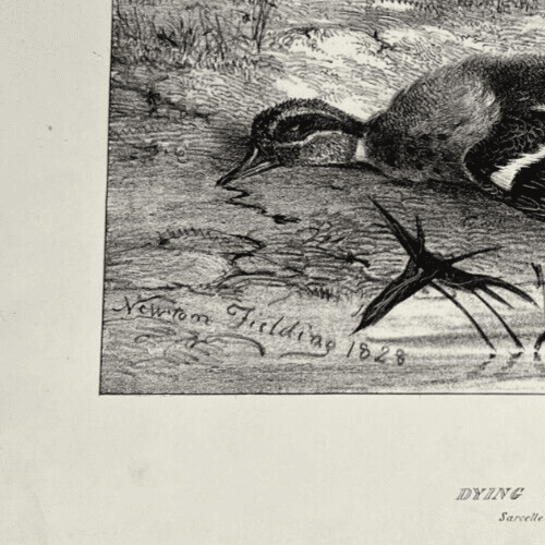 Antique Etching Original Newton FIELDING (1799-1856) Teal, Animal Bird, Duck image 3