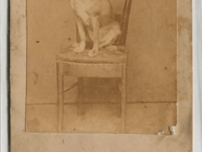 Antique CDV Photographs Dog Portrait on a Chair Figuet image 7