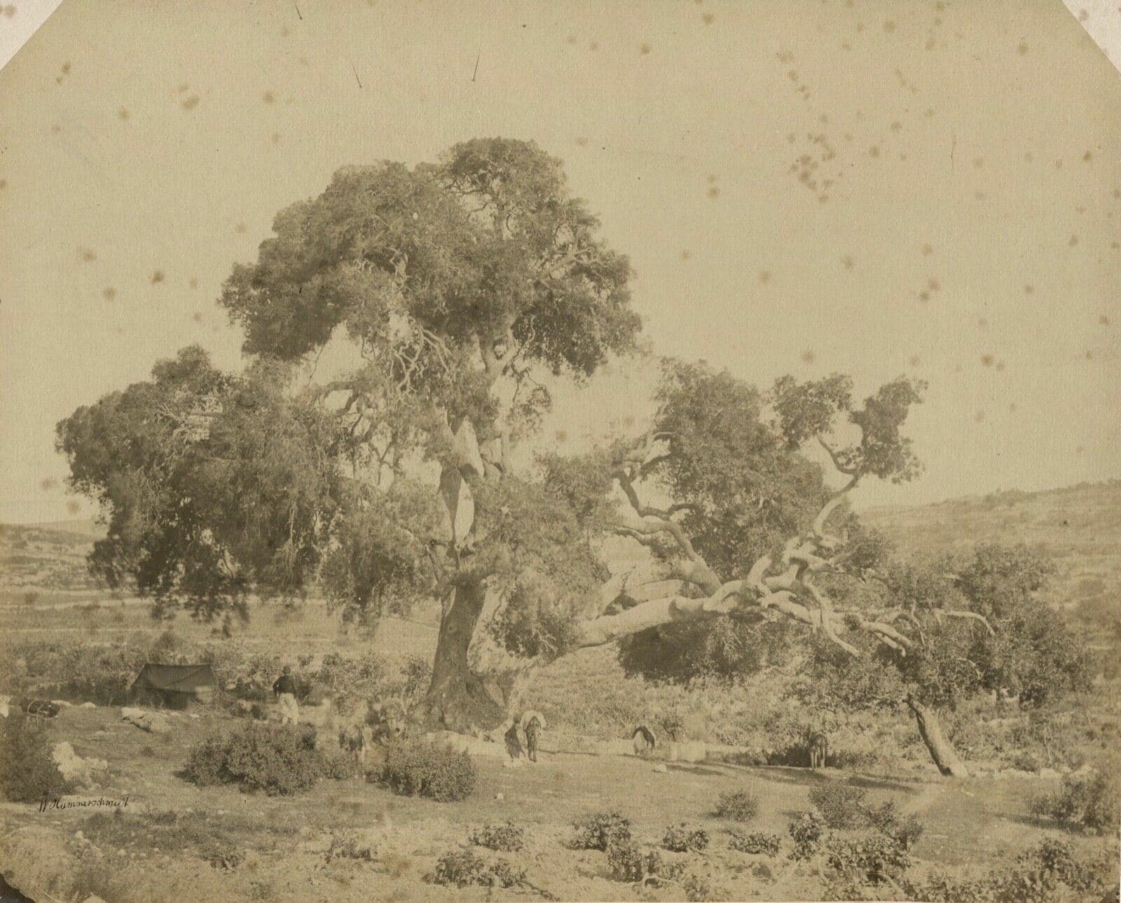 W. Hammerschmidt - Mamré Oak, Israel - c.1870 image 2