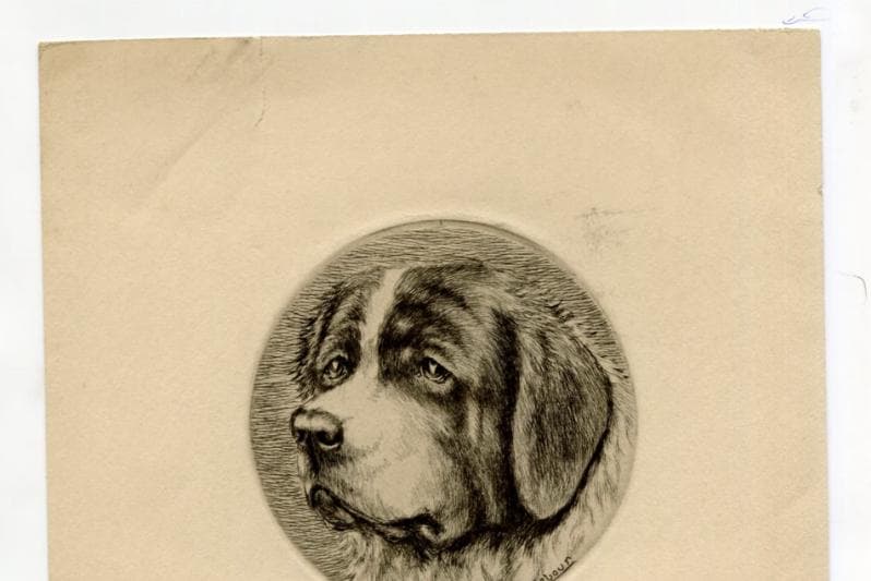 Antique Dog Portrait Illustration - St. Bernard Head Study - 19th Century Animal image 6
