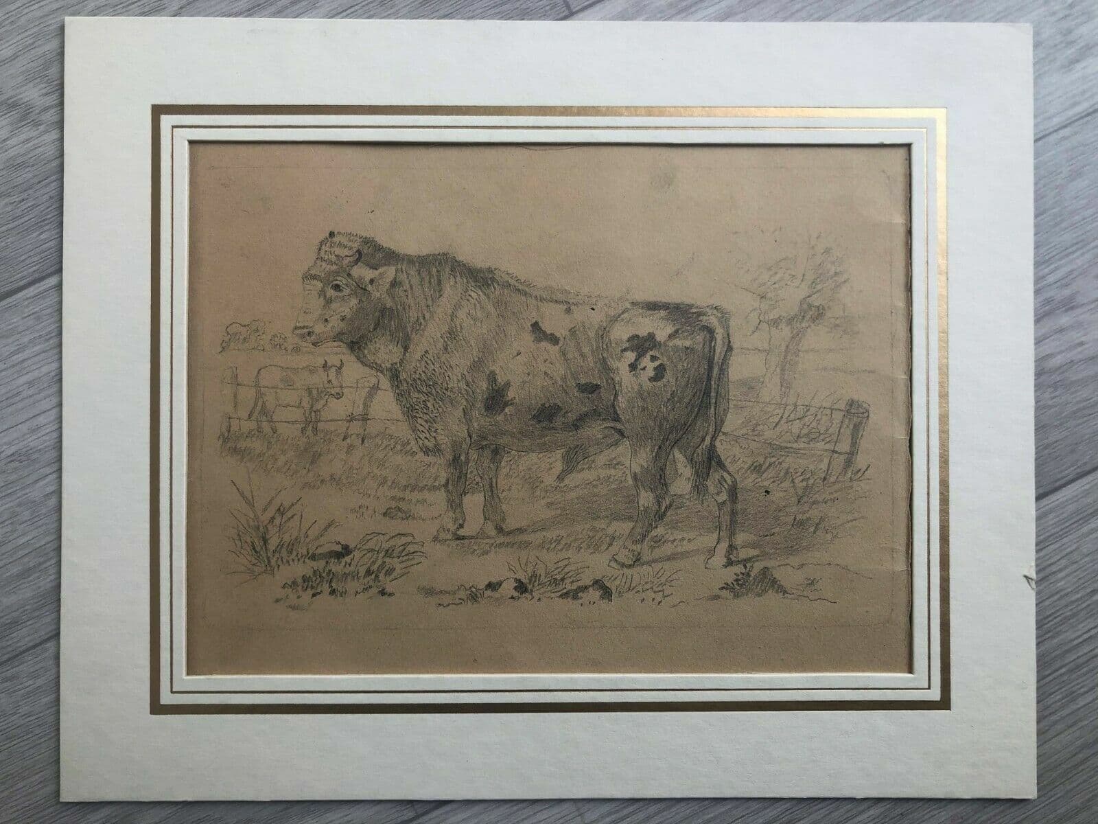 Drawing Cow, Animal, Bull image 3