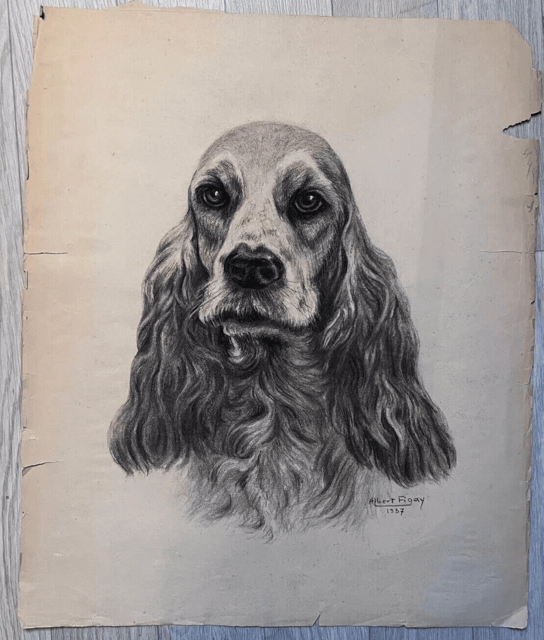Original Antique Charcoal Drawing Dog Portrait Albert FIGAY (1907-2004) image 5