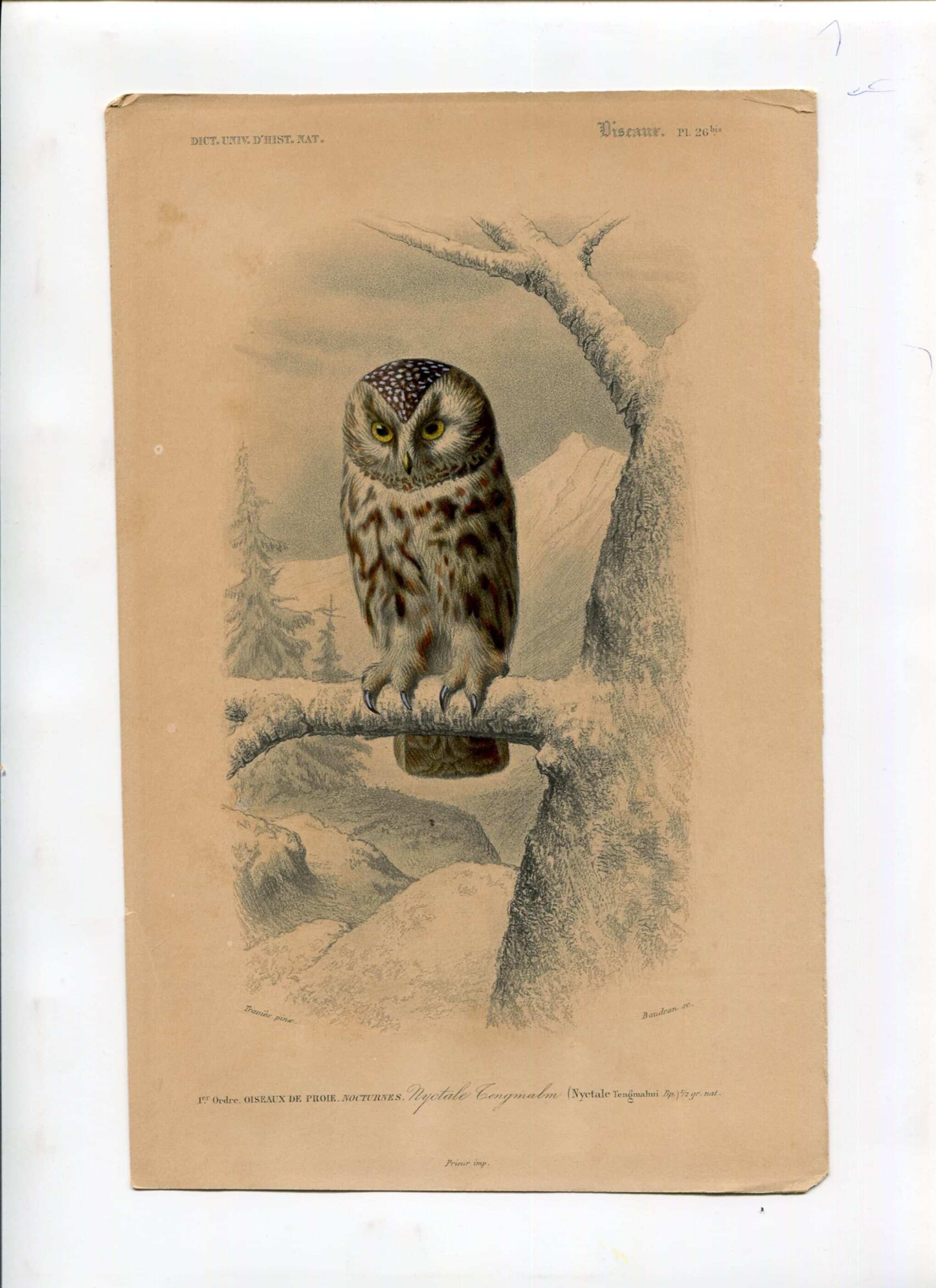 Antique Owl Illustration - Boreal Owl Art Print - Vintage Wildlife Artwork image 2