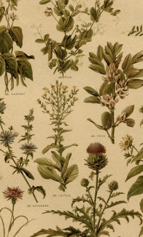 Antique Botanical Print - Plate VII from "Nos Fleurs" by Leclerc du Sablon image 6