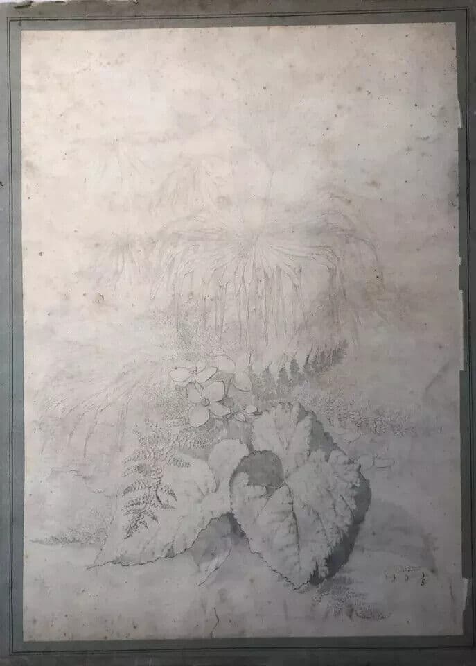 Original Antique Pencil 19th century Drawing Plants and Leaves Artwork image 6