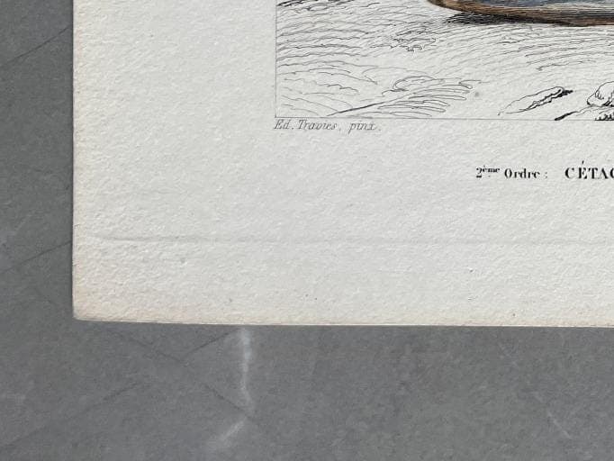 Antique Dolphin Illustration - 19th-Century Natural History Print - Vintage image 8