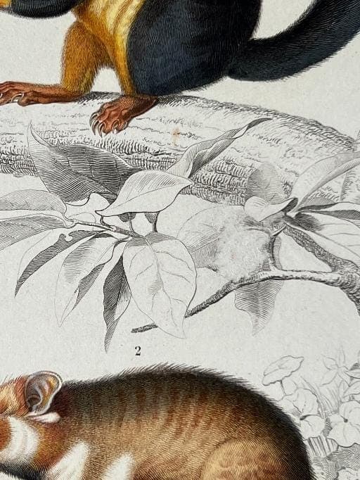 Antique Rodent Illustration - Squirrel & Hamster by Edouard TRAVIES (1809-1869) image 6