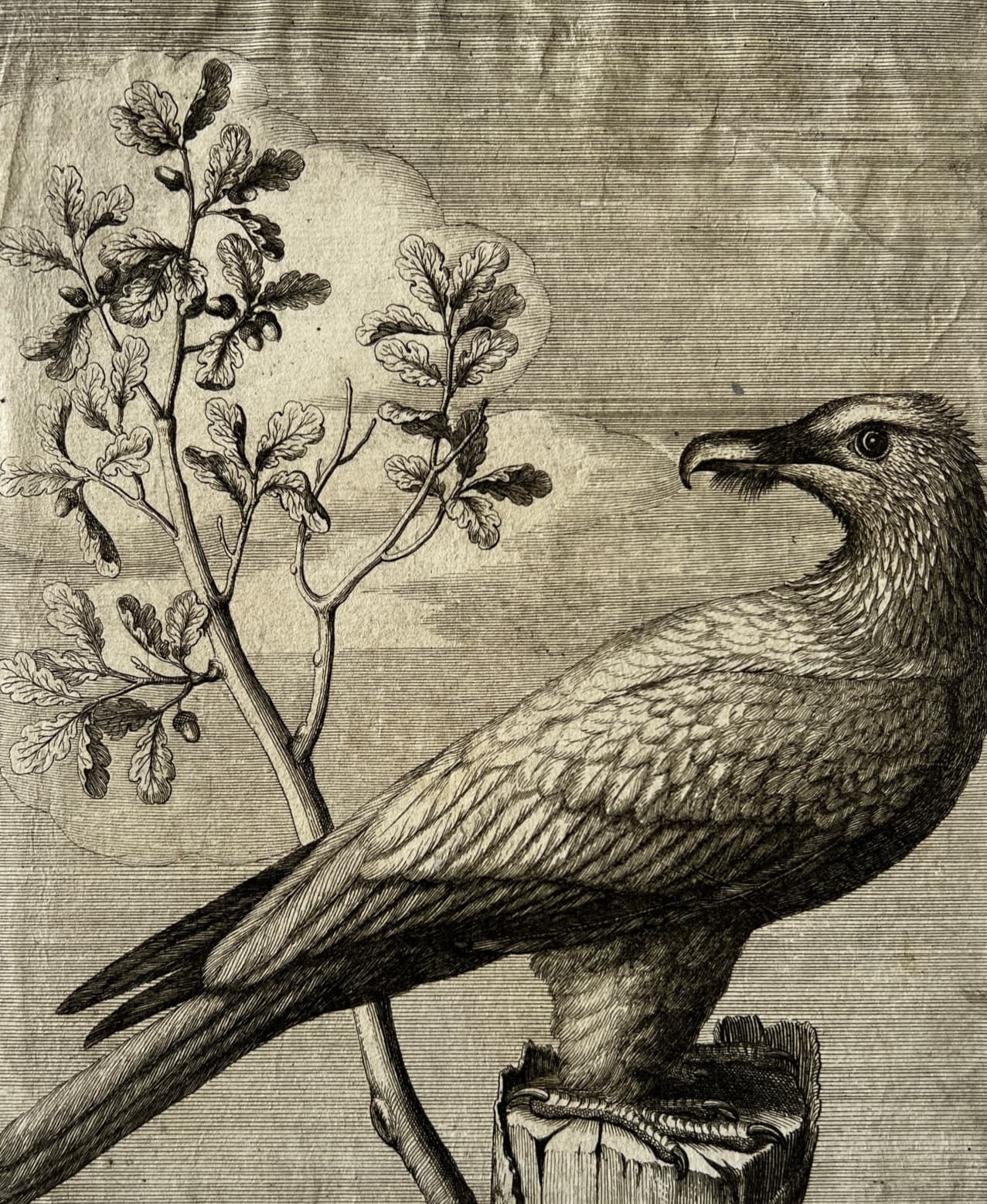 Nicolas Robert (1614-1685) Vautour Etching image 1
