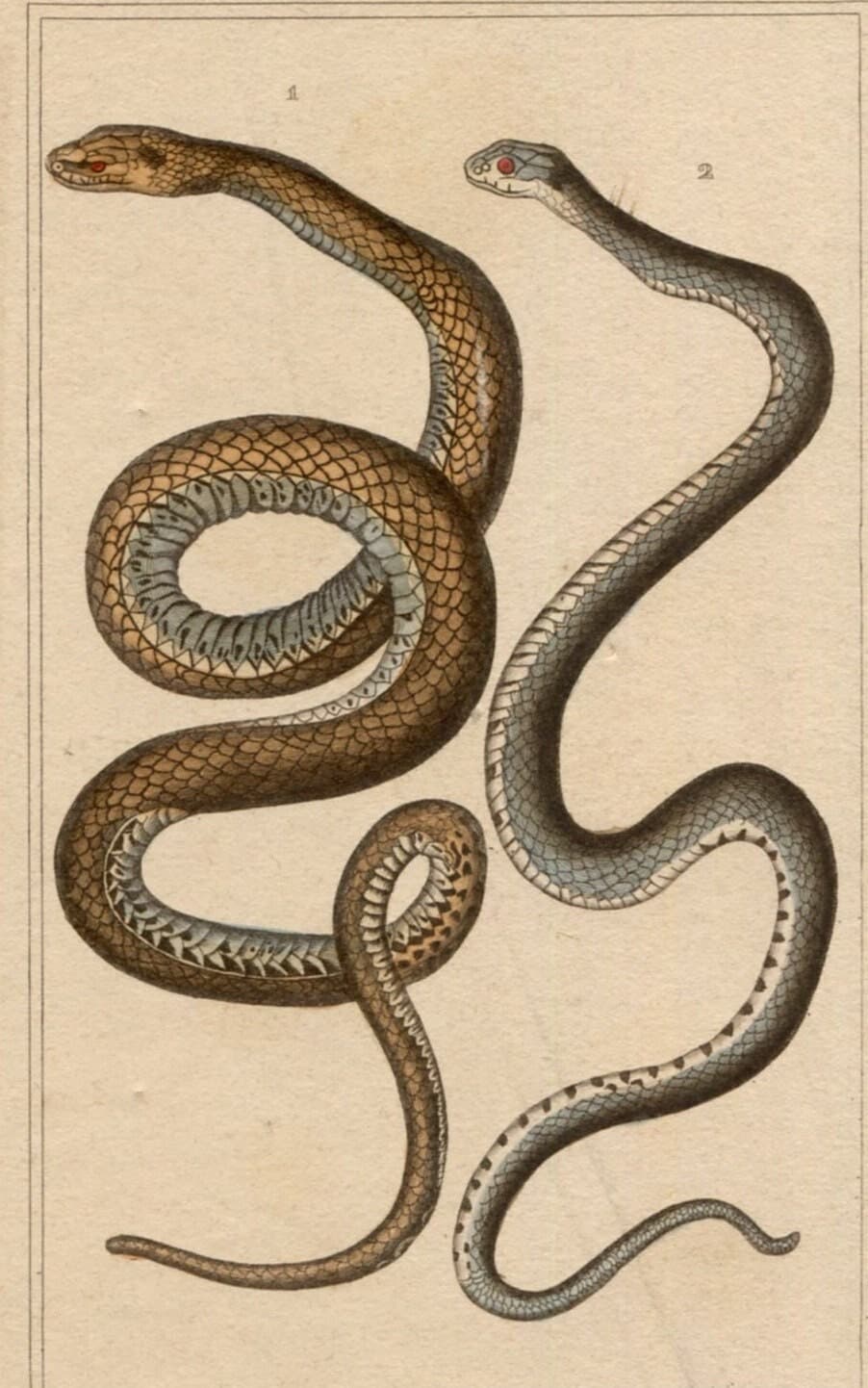 Antique Snake Illustration - Vintage Ophidiens Art - 19th Century Natural image 1