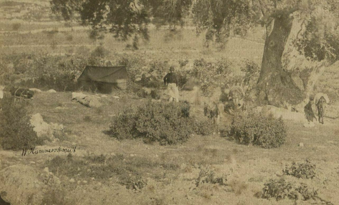 W. Hammerschmidt - Mamré Oak, Israel - c.1870 image 3