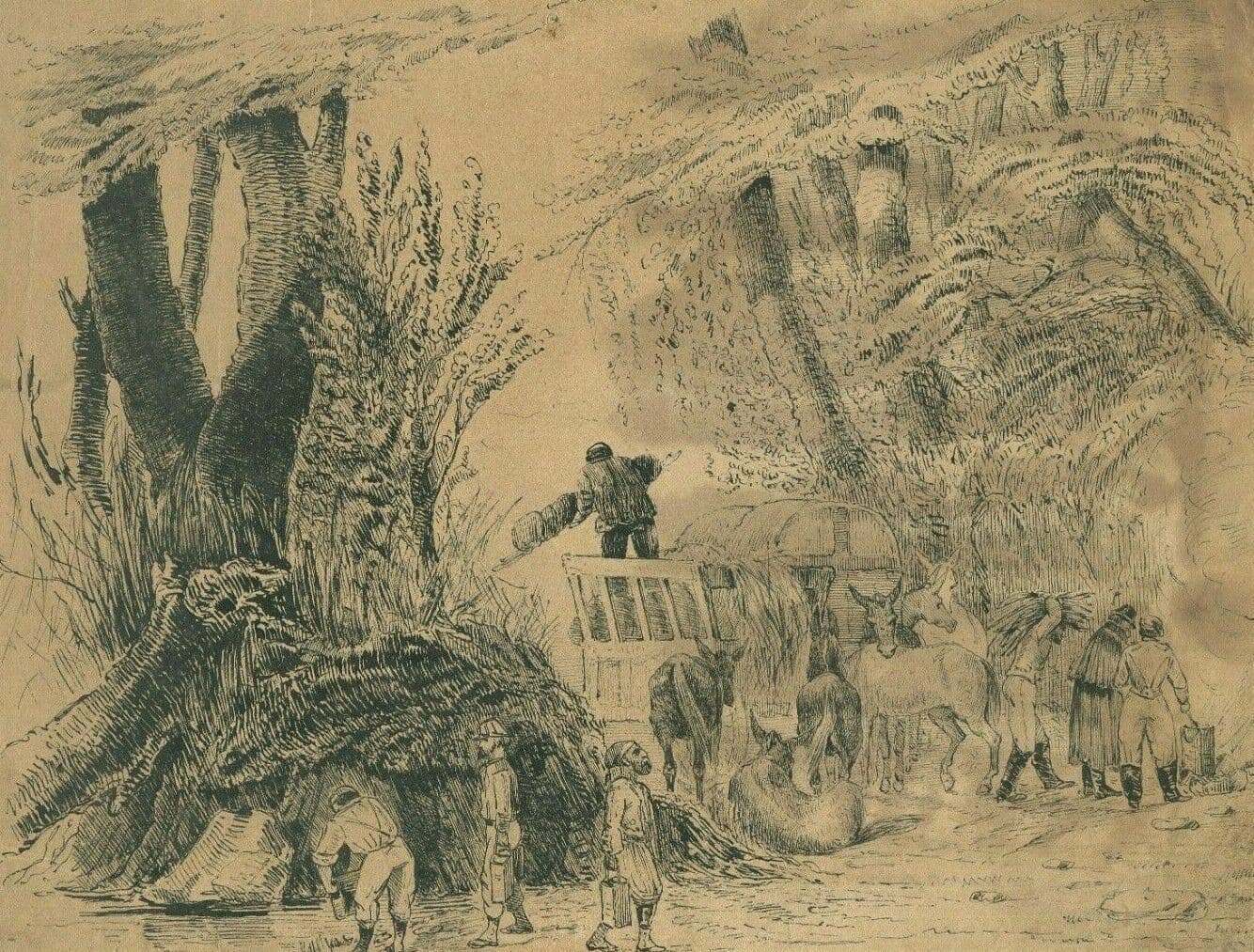 Drawing Animal, El-Arrouch, Algeria