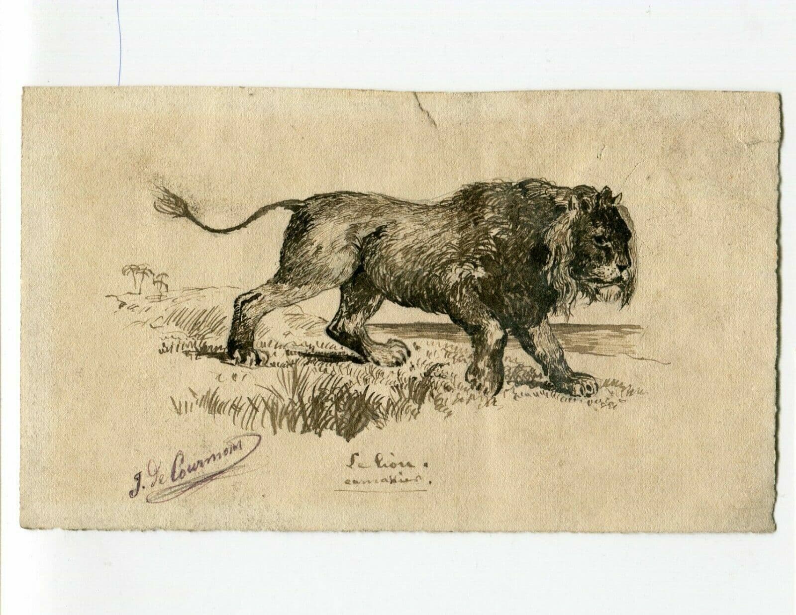 J. DE CAURMONT (XIX-XX) Lion Drawing image 2