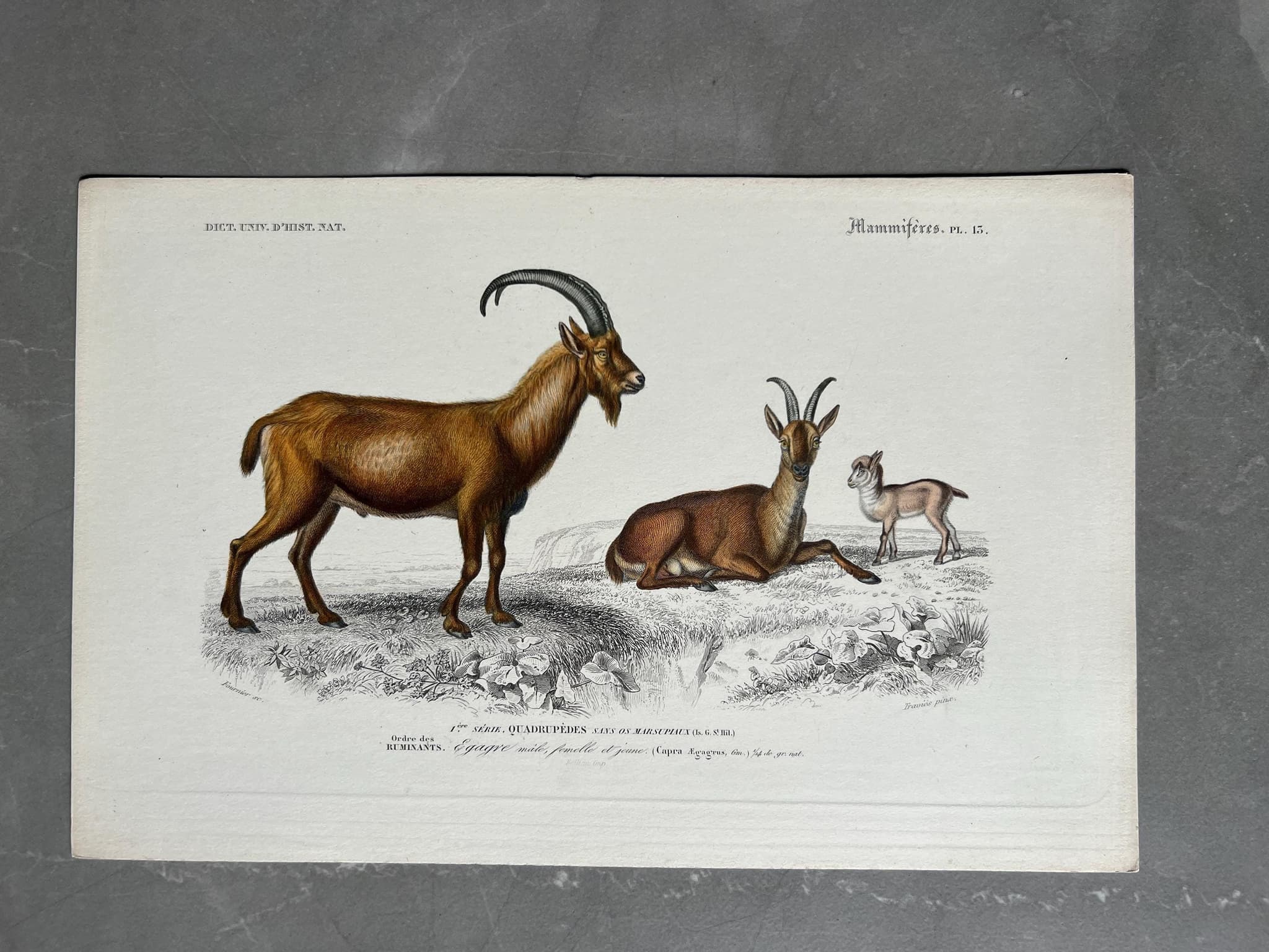 Antique Engraving of Goats and Ibex – 19th Century Art by Edouard TRAVIES image 1
