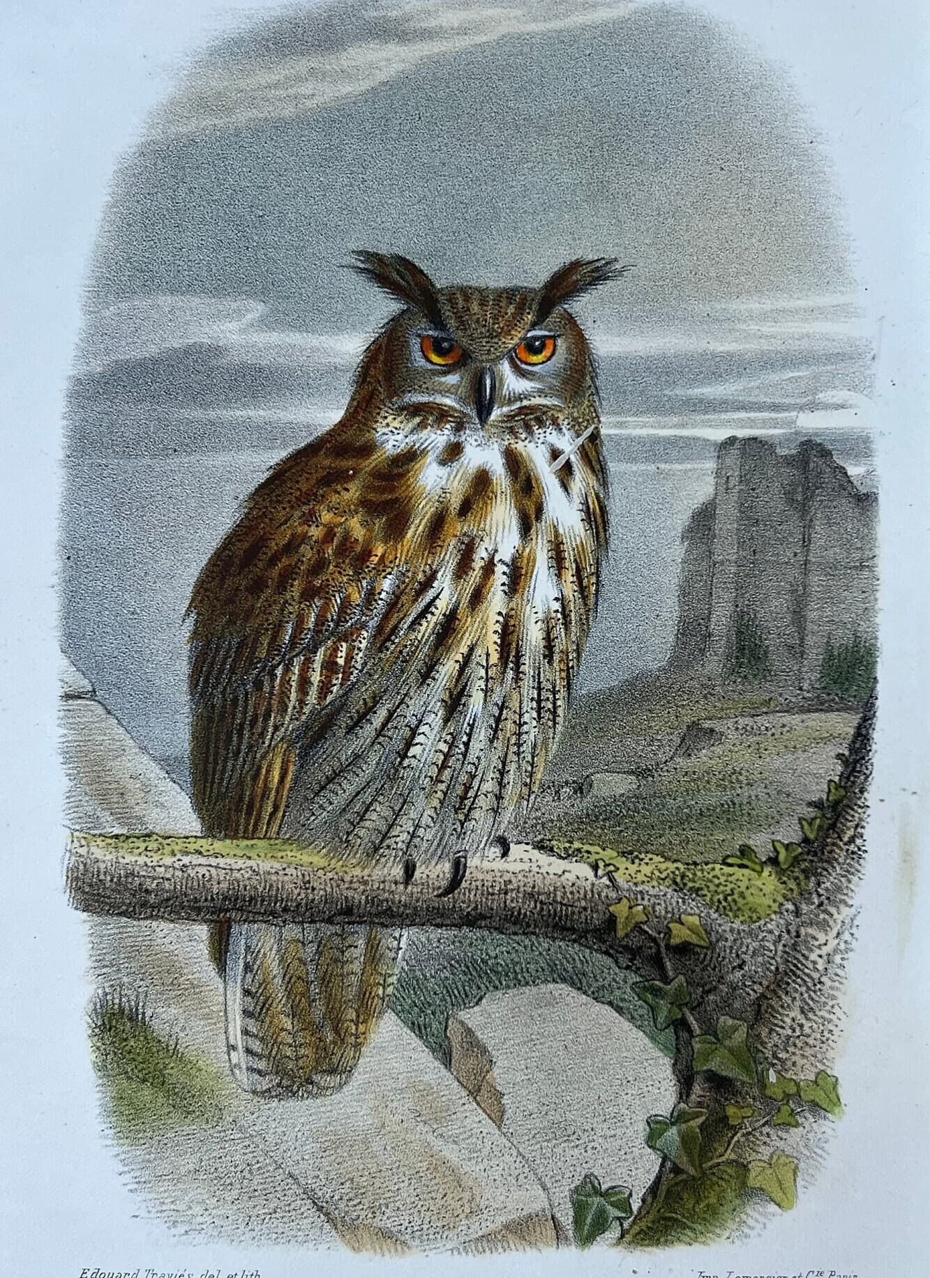 Vintage Owl Illustration by Edouard Traviès by Edouard TRAVIES (1809-1869) Grand
