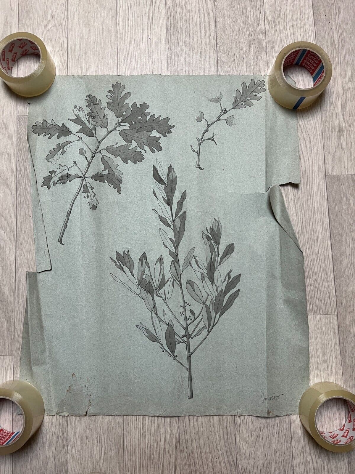 Antique Original Drawing Flowers, Floral, Still Life, Leaves image 6