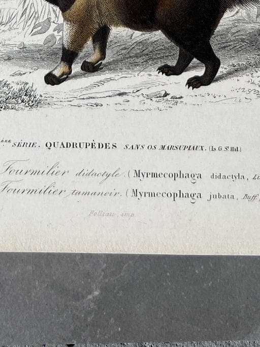 Antique Didelphis Marsupialis & Virginiana Natural History Illustration by image 9