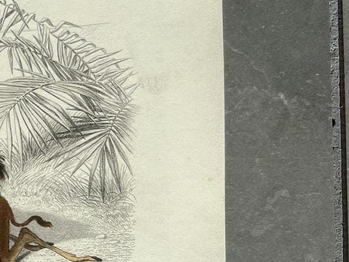 Antique 19th Century Lion Illustration - Wildlife Art by Edouard TRAVIES image 7