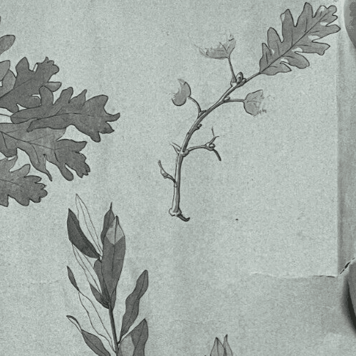 Antique Original Drawing Flowers, Floral, Still Life, Leaves image 4