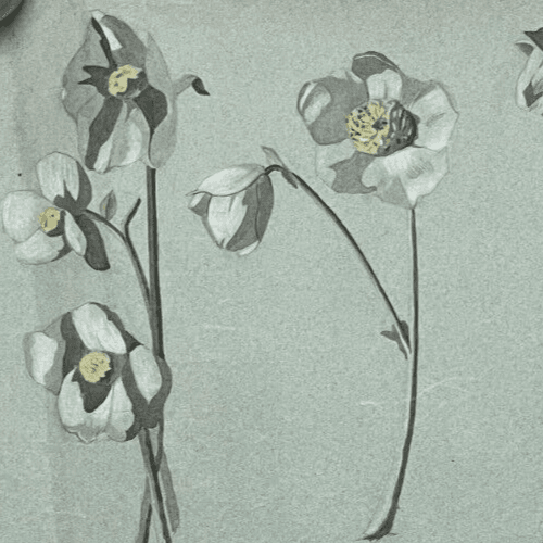Antique Original Drawing Flowers, Floral, Still Life, Daisy image 2