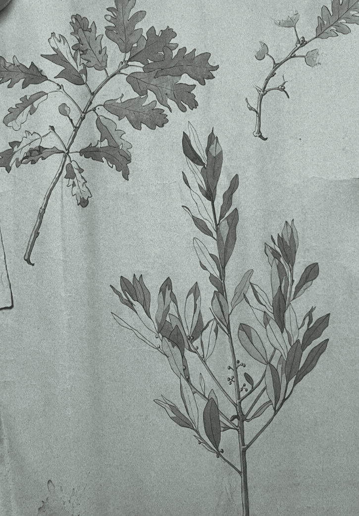 Antique Original Drawing Flowers, Floral, Still Life, Leaves