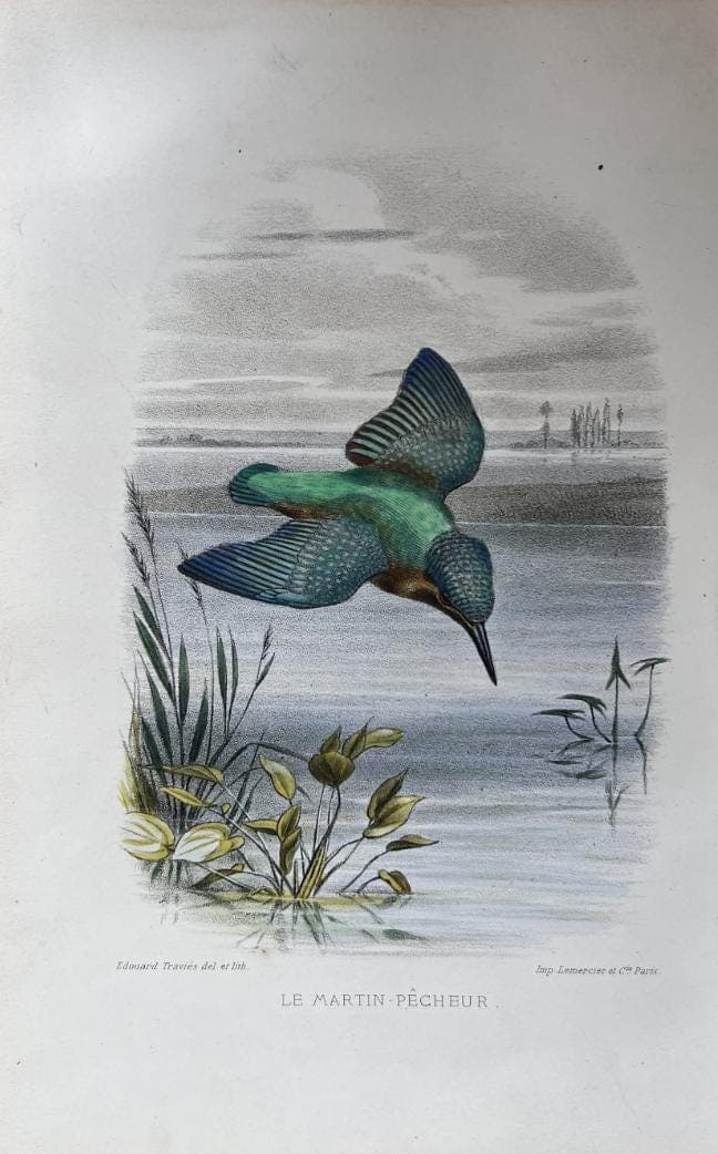 Antique Lithography Woodcock by Edouard TRAVIES (1809-1869) Kingfisher image 4