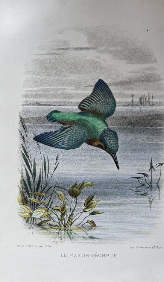 Antique Lithography Woodcock by Edouard TRAVIES (1809-1869) Kingfisher image 5