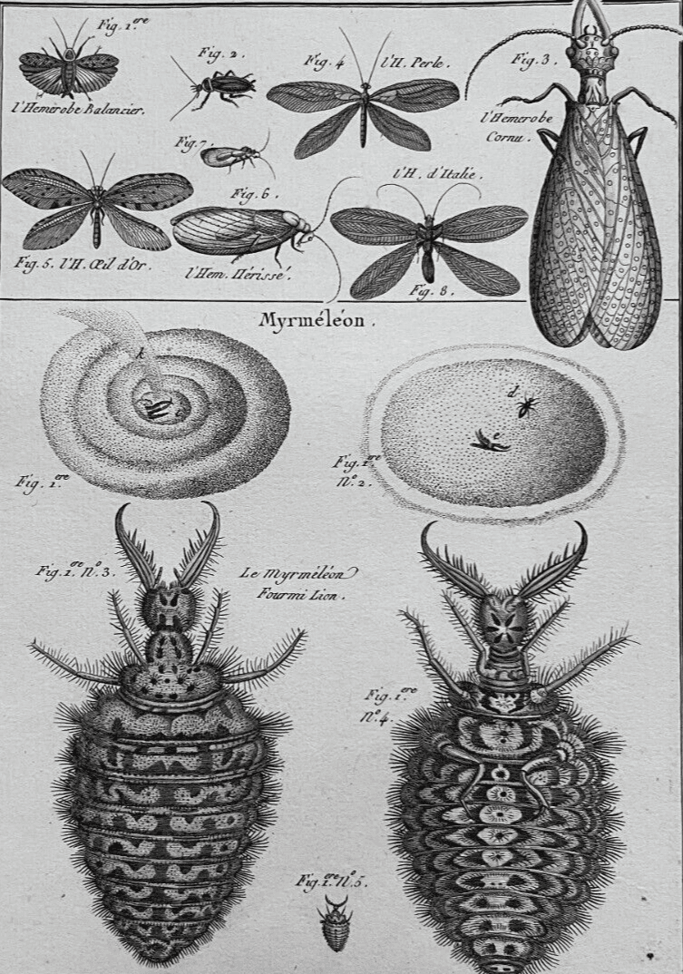 Antique Etching Hemerobes by Benard DIREXIT, Circa 1797 image 1