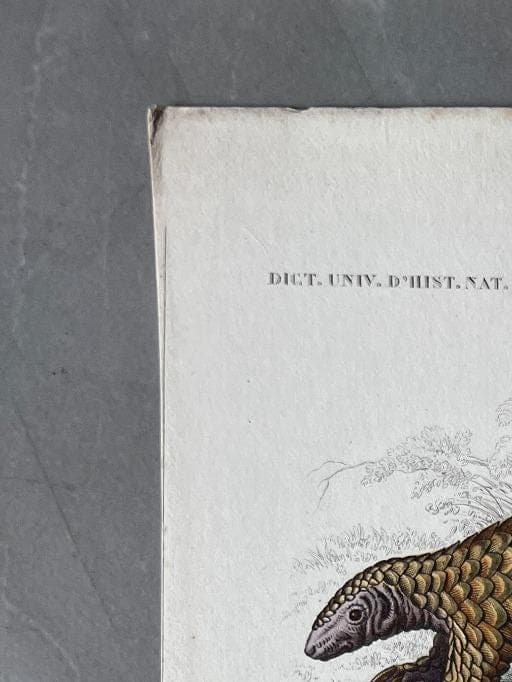 Antique Armadillo and Pangolin Engraving – 19th Century by Edouard TRAVIES image 2